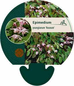 Epimedium youngianum 'Roseum' P9 - afbeelding 1