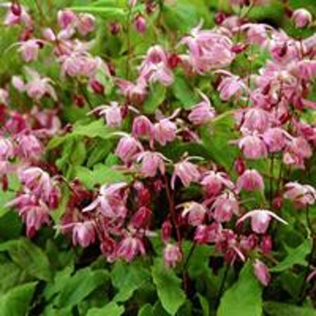Epimedium youngianum 'Roseum' P9 - afbeelding 4