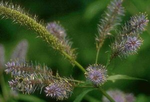 Veronicastrum virginicum 'Diana' P9