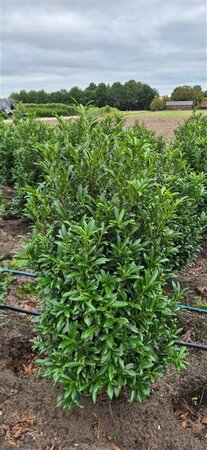 Prunus laur. 'Sofia' 25/30 C. - afbeelding 1