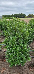 Prunus laur. 'Sofia' 25/30 C. - afbeelding 1