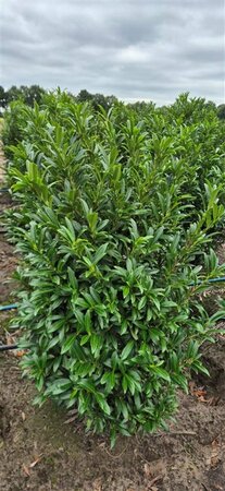 Prunus laur. 'Sofia' 25/30 C. - afbeelding 2