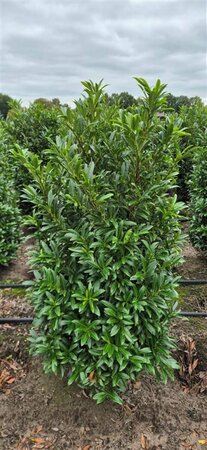 Prunus laur. 'Sofia' 25/30 C. - afbeelding 5