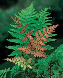 Dryopteris erythrosora C5 - afbeelding 3