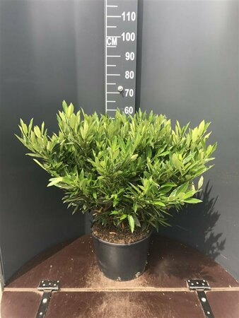 Prunus laurocerasus 'Otto Luyken' ST. 180 C.  - afbeelding 9