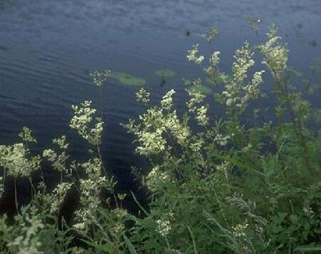 Filipendula ulmaria P9 - afbeelding 1