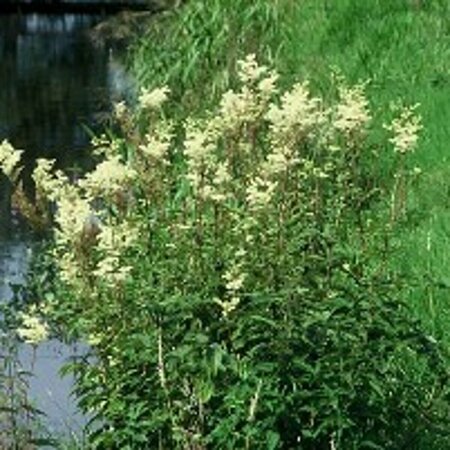 Filipendula ulmaria P9 - afbeelding 5