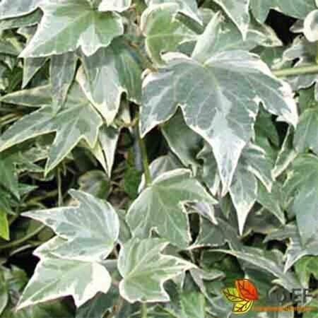 Hedera helix 'White Ripple' Haagelement 120x180 