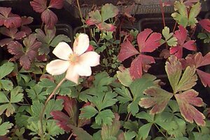 Anemone sylvestris P9 - afbeelding 1