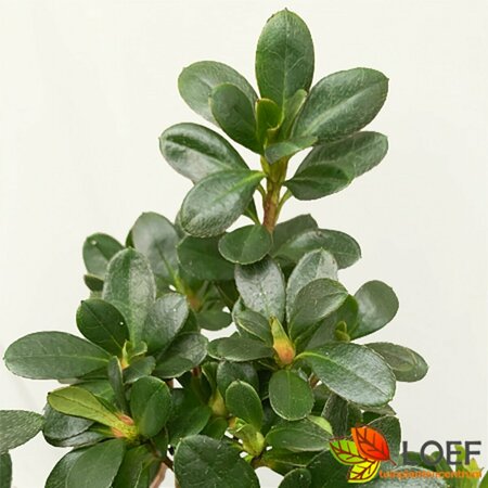 Rhododendron (AJ) 'Geisha Red' 25/30 C.