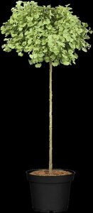 Ginkgo biloba 'Mariken' ST. 150 10-12 C.  - afbeelding 3
