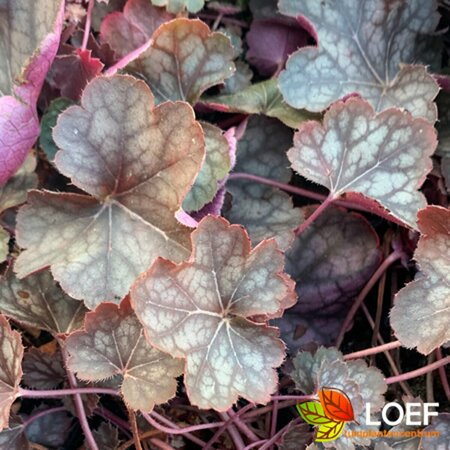 Heuchera 'Silver Scrolls' C2 - afbeelding 1