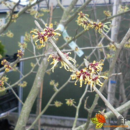 Hamamelis intermedia 'Westerstede' 80/100 KL. - afbeelding 2