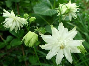 Aquilegia vulgaris 'White Barlow' P9 - afbeelding 2