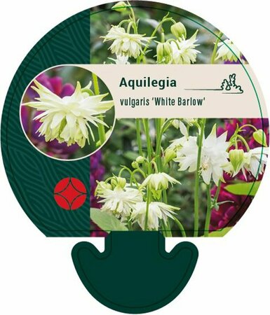 Aquilegia vulgaris 'White Barlow' P9 - afbeelding 1