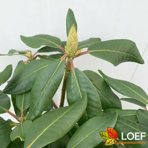 Rhododendron 'Lee's Dark Purple' 60/80 KL. - afbeelding 2