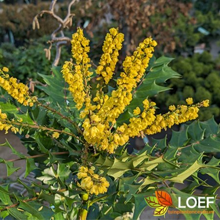 Mahonia media 'Charity' 40/50 C. - afbeelding 2
