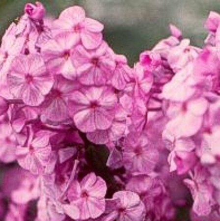 Phlox maculata 'Alpha' P9 - afbeelding 2