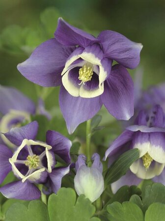 Aquilegia f. 'Ministar' P9 - afbeelding 1