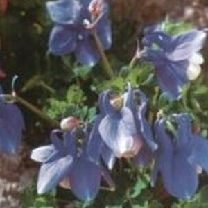 Aquilegia f. 'Ministar' P9 - afbeelding 2