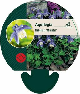 Aquilegia f. 'Ministar' P9 - afbeelding 3