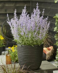 Perovskia atripl. Lacey Blue C2 - afbeelding 4