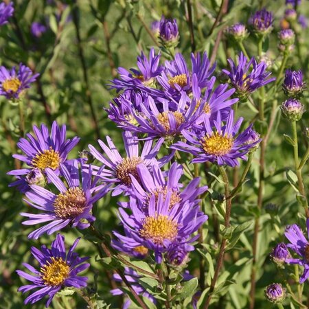 Aster amellus 'Blue King' P9 - afbeelding 2