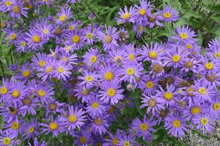 Aster amellus 'Blue King' P9 - afbeelding 3