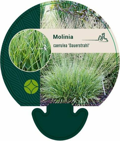 Molinia caerulea 'Dauerstrahl' P9 - afbeelding 2