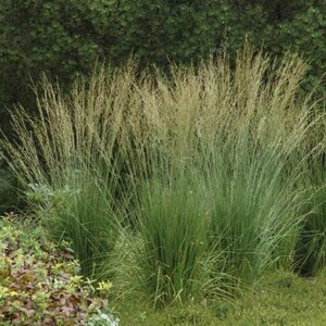 Molinia caerulea 'Dauerstrahl' P9 - afbeelding 1