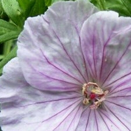 Geranium sanguineum 'Apfelblute' P9 - afbeelding 2