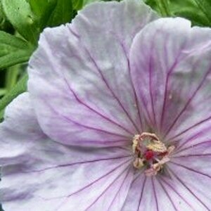 Geranium sanguineum 'Apfelblute' P9 - afbeelding 2