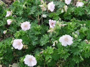 Geranium sanguineum 'Apfelblute' P9 - afbeelding 4