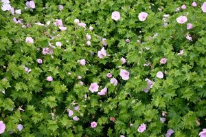 Geranium sanguineum 'Apfelblute' P9 - afbeelding 5