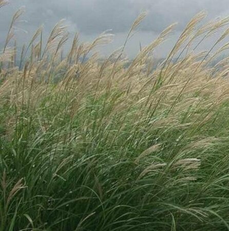 Miscanthus sinensis C2 - afbeelding 2