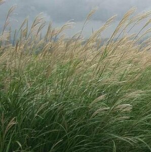 Miscanthus sinensis C2 - afbeelding 2