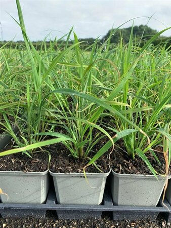 Miscanthus sinensis C2 - afbeelding 1