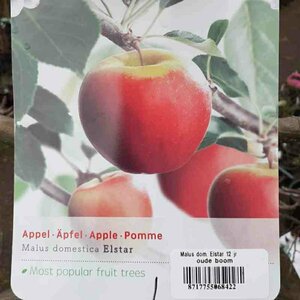 Malus domestica 'Elstar' ST. 120 C. Lei - afbeelding 3