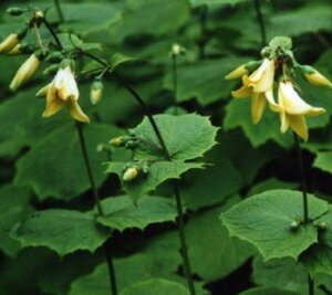 Kirengeshoma palmata C1.5 - afbeelding 3