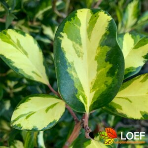 Ilex aquifolium 'Argentea Marginata' 150/175 KL.