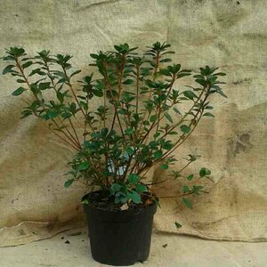 Rhododendron (AJ) 'Moederkensdag' 25/30 C. - afbeelding 1