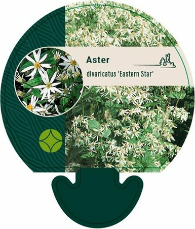 Aster divaricatus 'Eastern Star' P9 - afbeelding 2