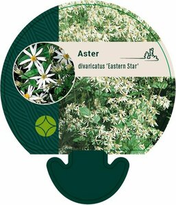Aster divaricatus 'Eastern Star' P9 - afbeelding 2