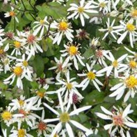 Aster divaricatus 'Eastern Star' P9 - afbeelding 1