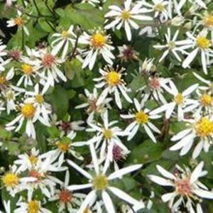 Aster divaricatus 'Eastern Star' P9 - afbeelding 1