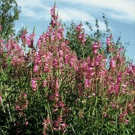 Physostegia virginiana 'Bouquet Rose' P9 - afbeelding 1