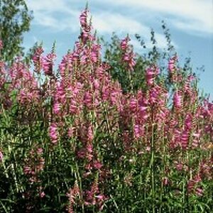 Physostegia virginiana 'Bouquet Rose' P9 - afbeelding 1