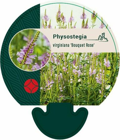 Physostegia virginiana 'Bouquet Rose' P9 - afbeelding 3