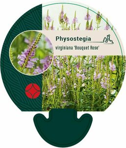 Physostegia virginiana 'Bouquet Rose' P9 - afbeelding 3