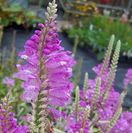 Physostegia virginiana 'Bouquet Rose' P9 - afbeelding 2